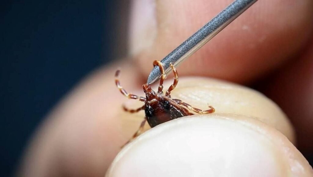 Sivas’ta kene alarmı: İki çocuk annesi hayatını kaybetti