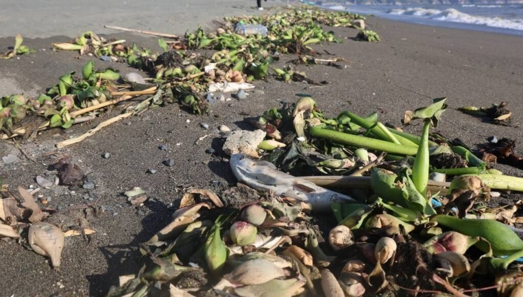 Tuzlu suya sürüklenen binlerce balık öldü