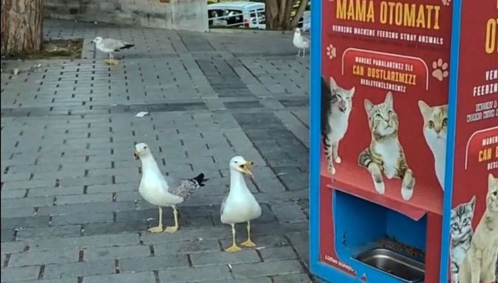 Uyanık martılar gündem oldu: Mama için miyavladılar