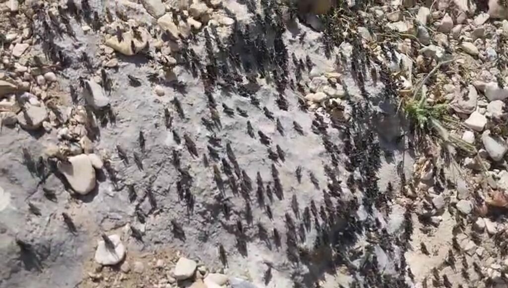 Antalya’da çekirge istilası: Vatandaşlar ne yapacağını şaşırdı