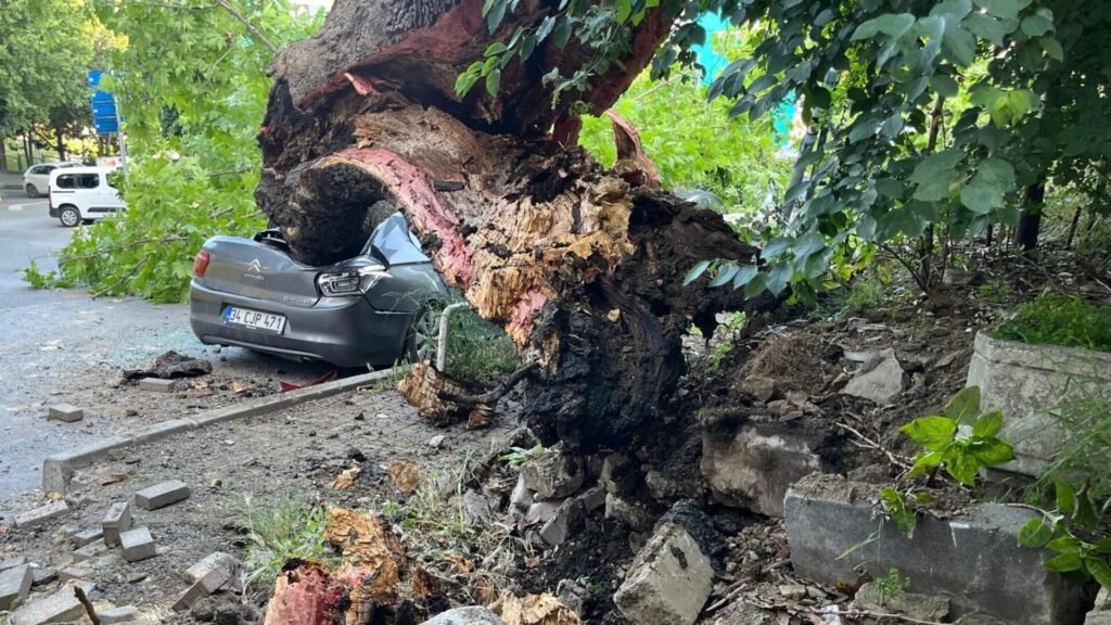 Beşiktaş’ta 150 yıllık ağaç park halindeki araçları kullanılamaz hale getirdi
