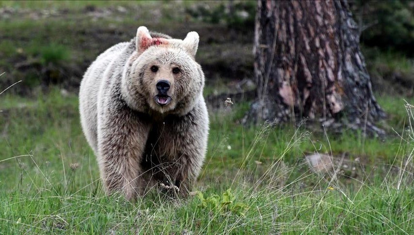Doğa gezisinde ayı saldırısı: Bir kişi ağır yaralı