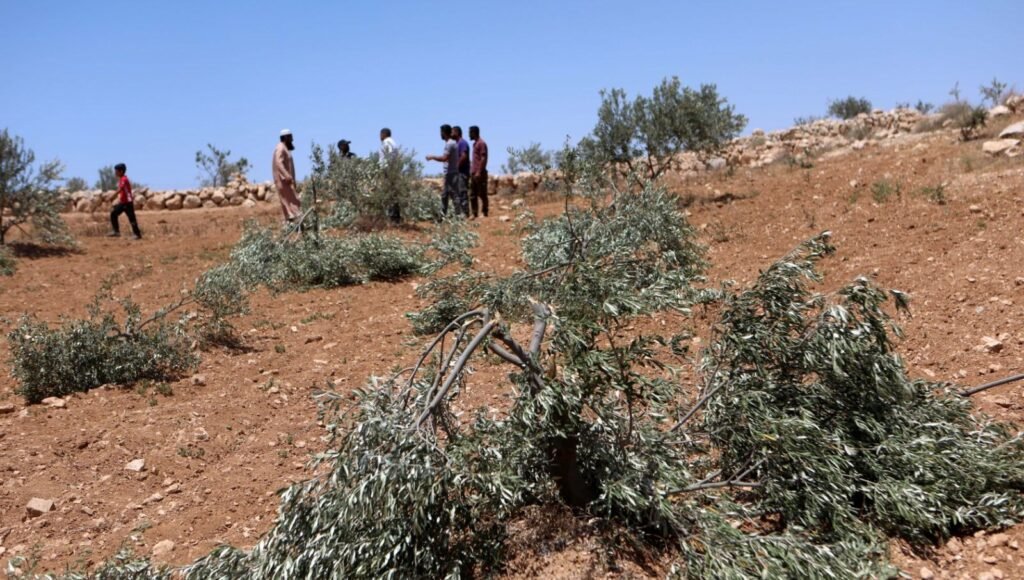 Filistin topraklarını gasbeden İsrailliler, Batı Şeria’da zeytin ağaçlarını kesti