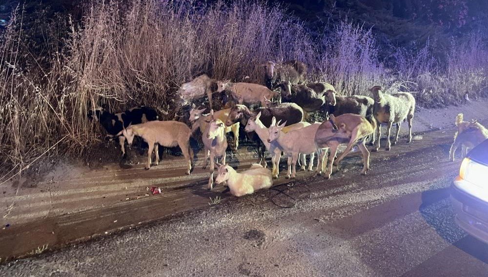 Firari keçiler bulundu