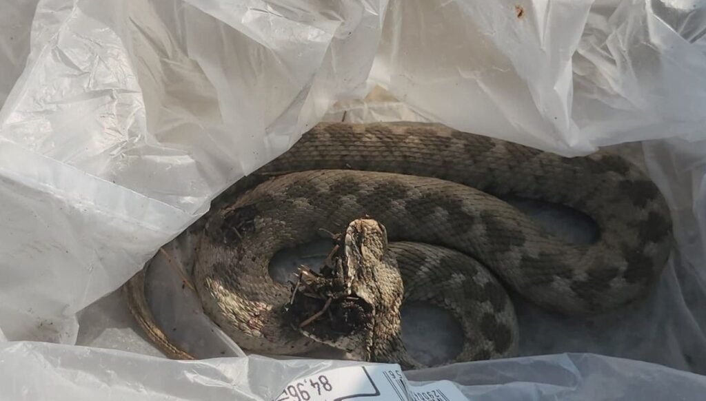 Piknikte ayağnı engerek yılanı ısırdı