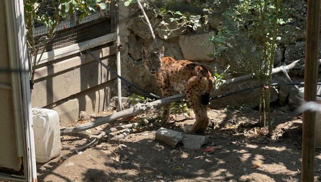 Evin bahçesine giren vaşak paniğe yol açtı