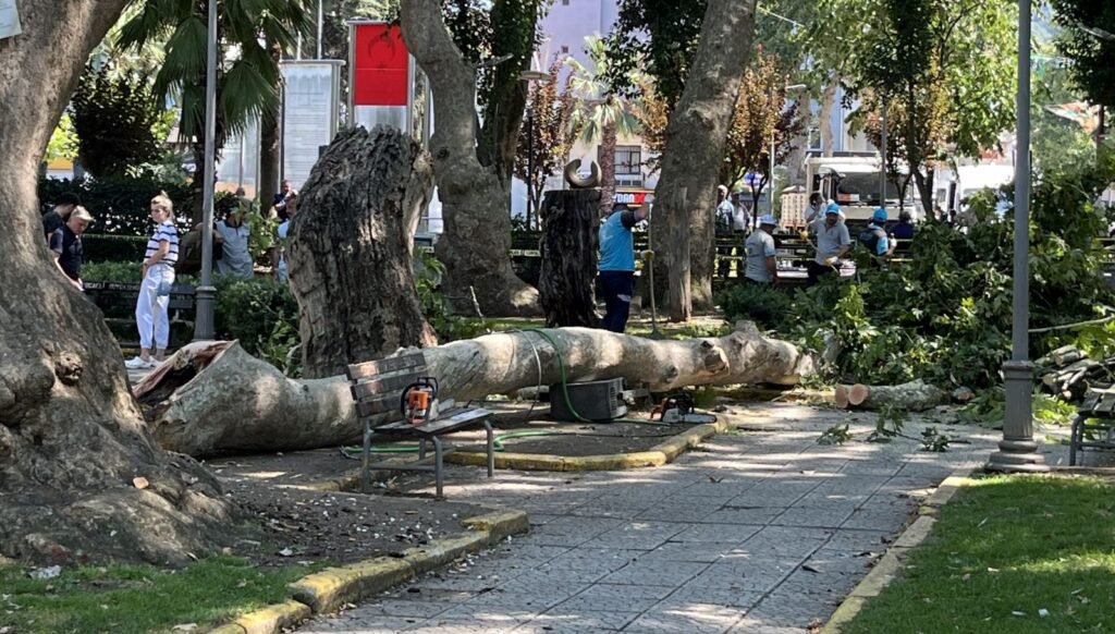 Gölcük’te ağaçtan kopan dal öldürdü