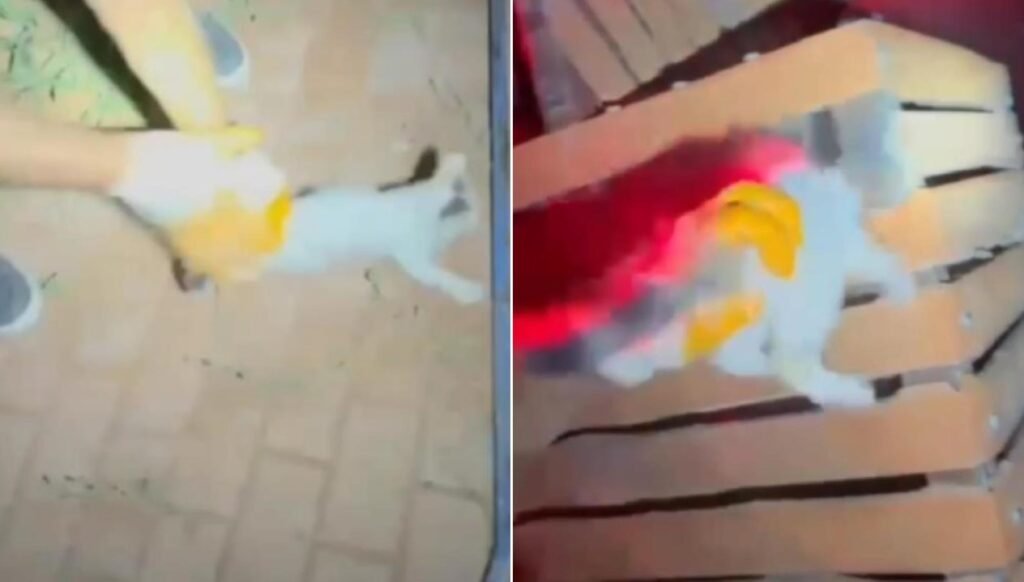 İtfaiyeden gece yarısı kedi kurtarma operasyonu