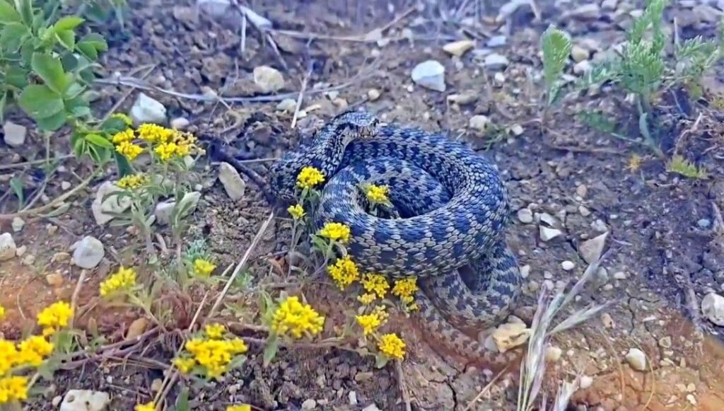 Koca engerek yılanı görüntülendi
