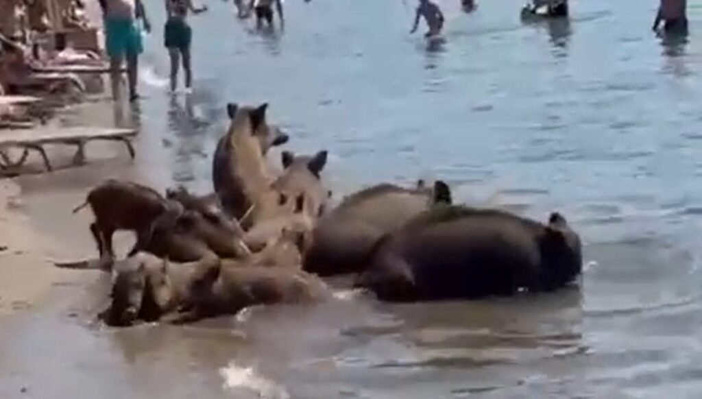 Marmaris’te yaban domuzları denize girerek serinledi