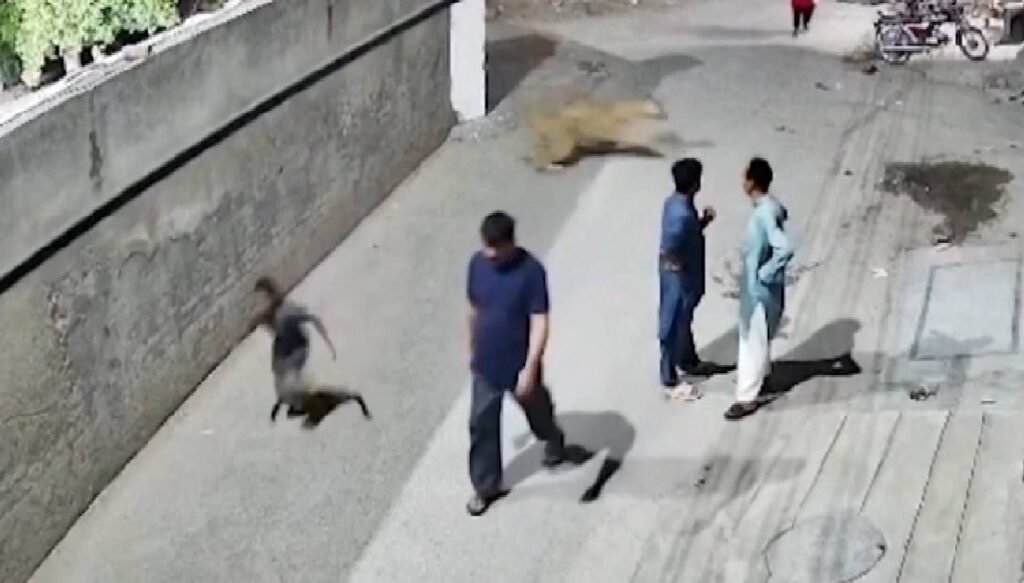 Pakistan’da kaçak aslan dehşeti