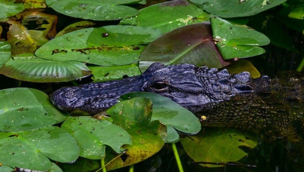Trump’ın timsahlı gözaltı adasında tehlike: Ölümcül virüsler