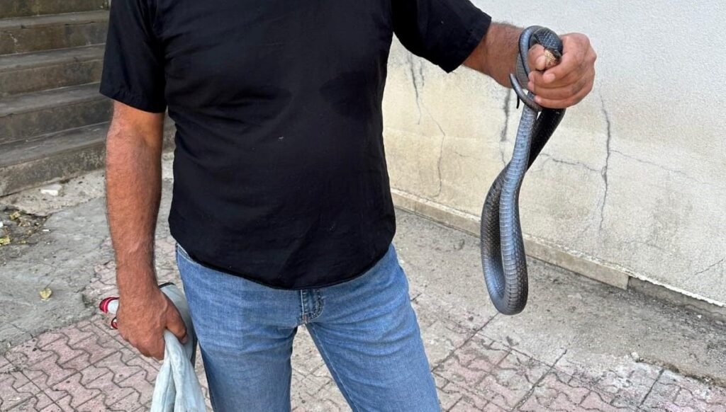 Tuvalete karayılan girdi: Doğal ortamına bırakıldı