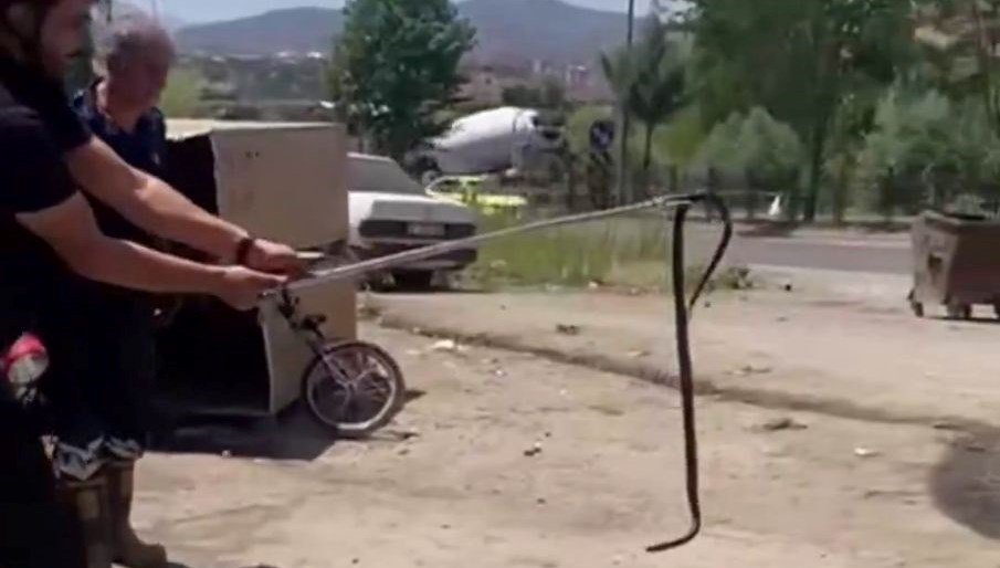 Yılan paniği: Tamirciye girdi