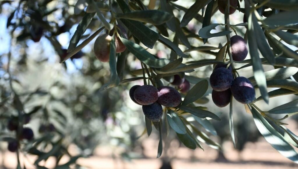 Zeytinlik teklifi TBMM’den geçti: “Her yüz bin ağaçtan biri madencilik için kesiliyor”