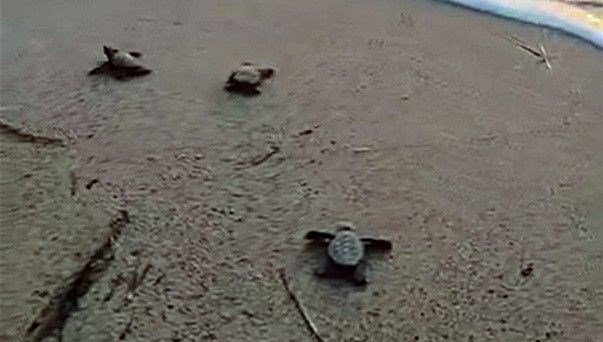 47 yavru caretta caretta denize ulaştı