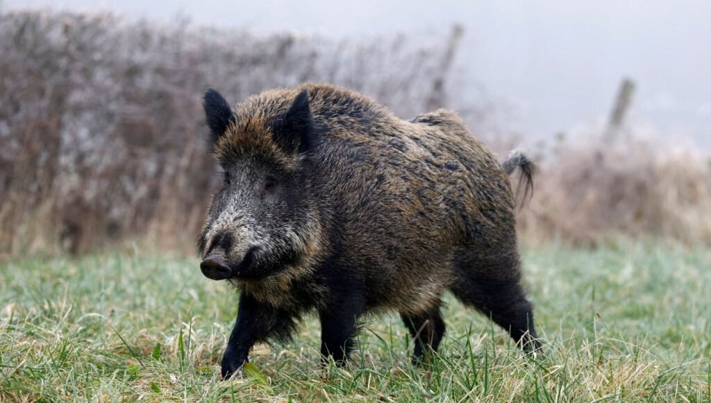 ABD’de mavi et salgını: Yetkililer uyarı yayımladı