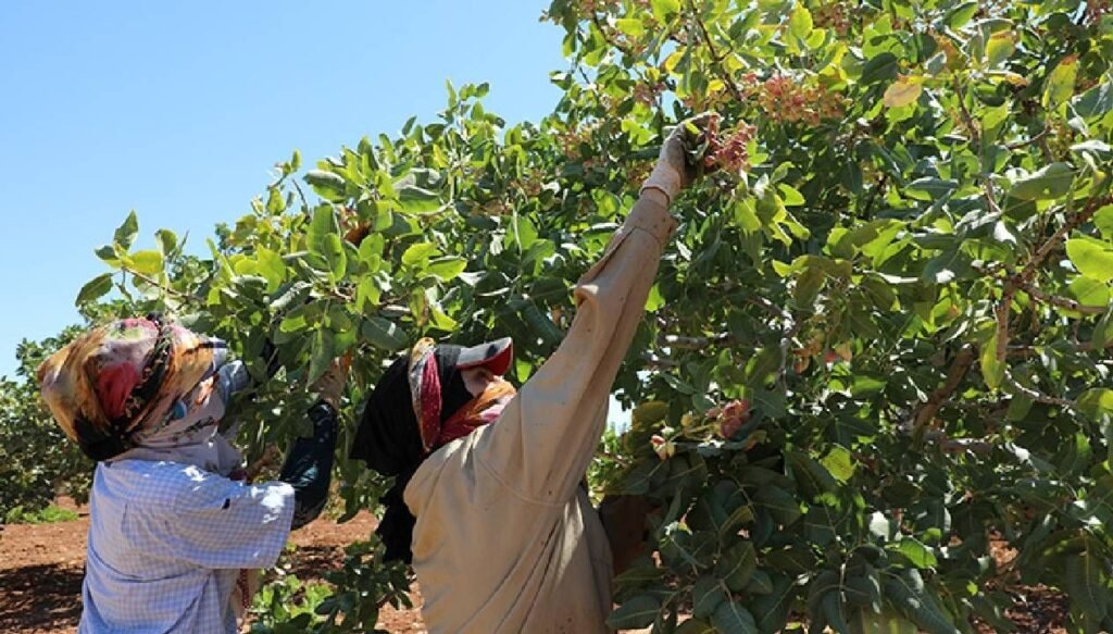 Antep fıstığında “yok” yılı: Fiyatlar katlandı