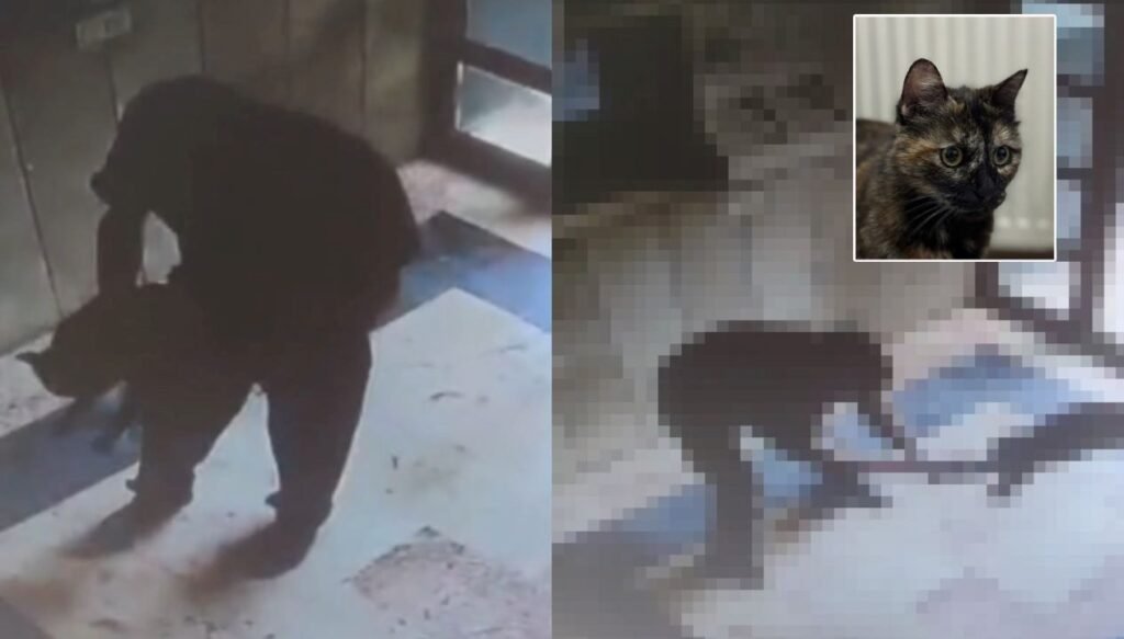 Bakan açıkladı: Başakşehir’de kediyi işkenceyle öldüren şüpheli yakalandı