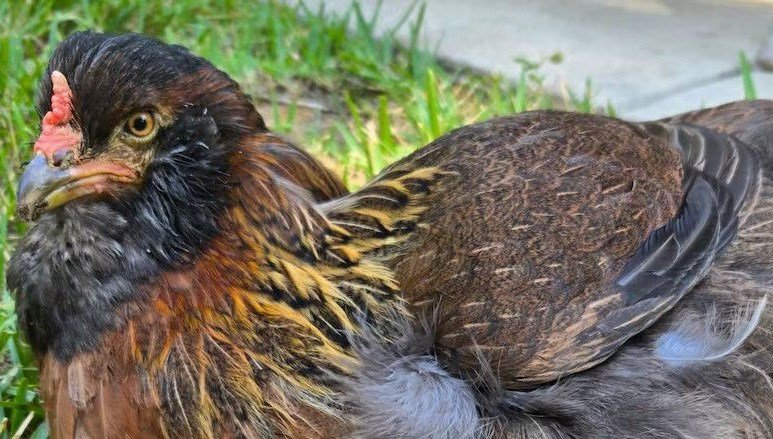 Dünyanın en yaşlı tavuğu, hayata tutunmayı başarıyor