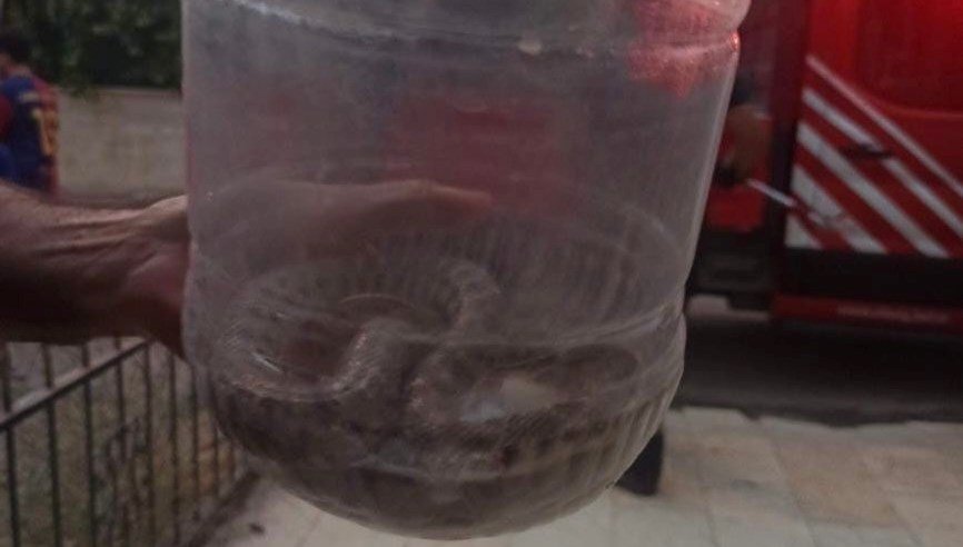 Elazığ’da engerek yılanı paniği: Apartman dairesinde bulundu
