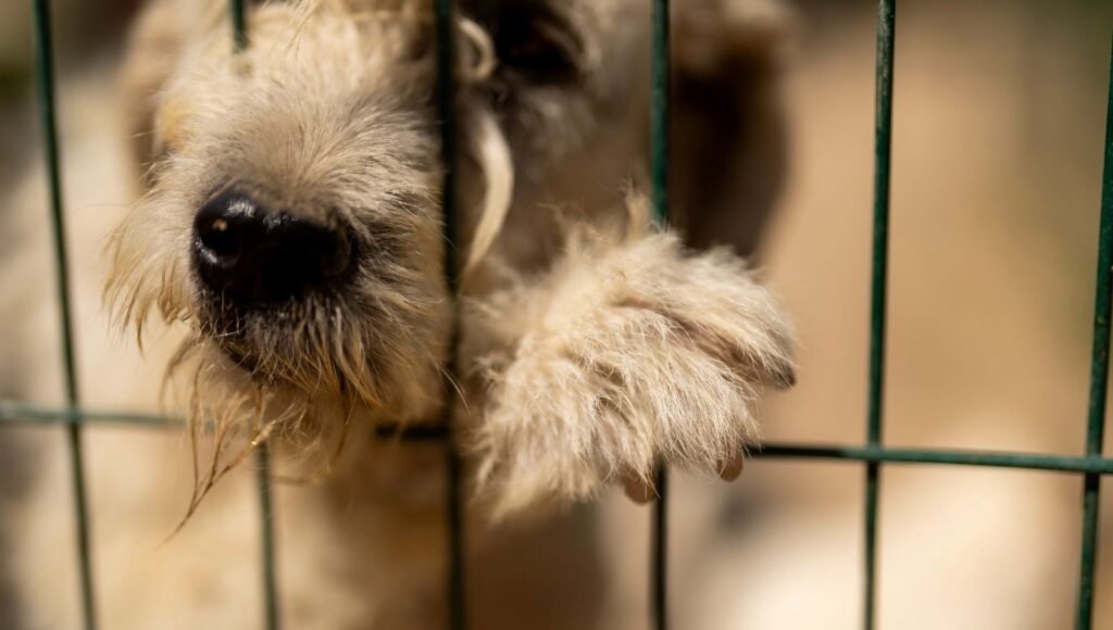 İtfaiye tarafından kurtarılan köpek, 6 yıl sonra ailesine kavuştu