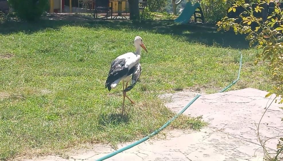 Kanadı kırık leylek koruma altına alındı
