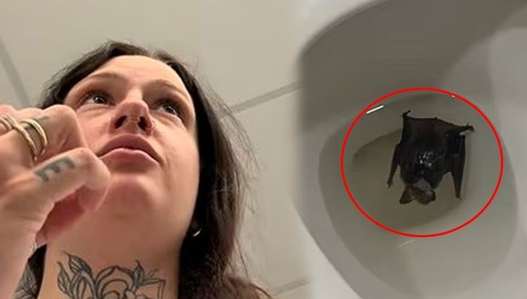 Klozet kapağını kaldırdı, hayatının şokunu yaşadı: Hemen hastaneye kaldırıldı