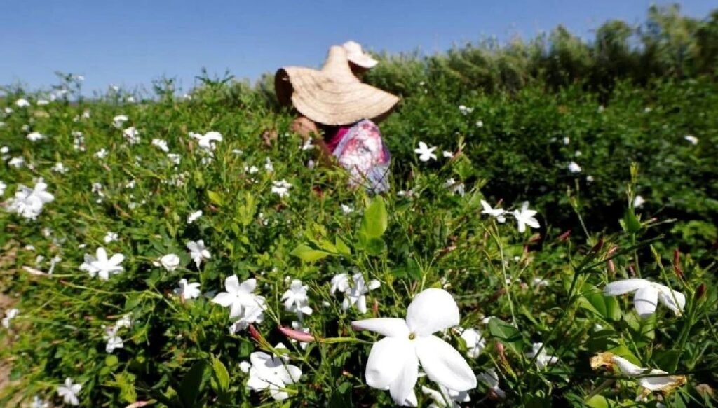 Küresel ısınma yaseminleri de vurdu