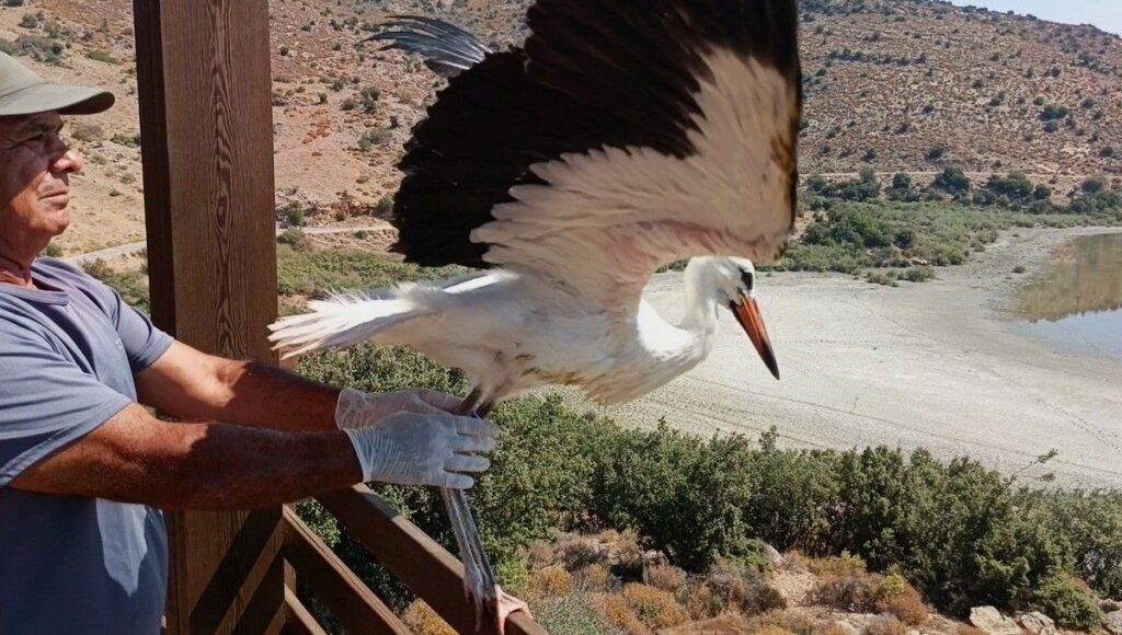 Kurtarılan leylek ve flamingo Bafa Gölü’ne bırakıldı