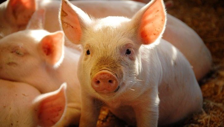 Tıp tarihinde bir ilk: Domuz akciğeri insana nakledildi