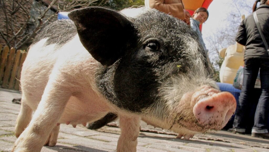 12 bin domuz itlaf edilecek. Sınırları ordu koruyacak.