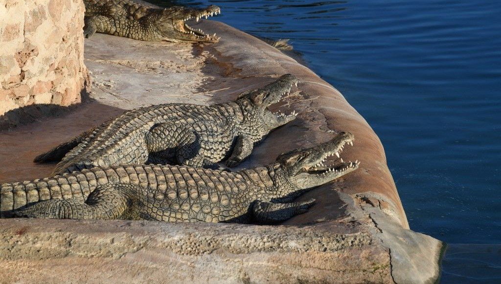 “Duygusal destek hayvanı” olarak timsah gezdiren adama yasak
