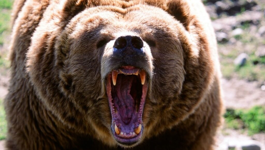 Japonya’da ayı tehlikesi: Şehirlerde tüfek kullanımına izin çıktı