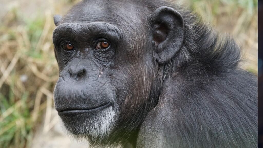 Şempanzeler günde 1 bardak alkollü içeceğe eşit fermente meyve yiyor