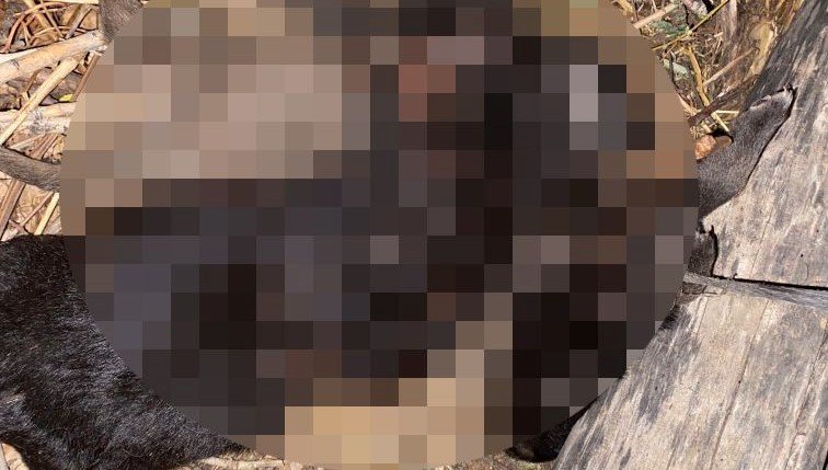 Tokat’ta vahşet: Üç yavru köpek boğulmuş halde bulundu