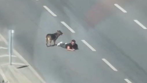 Yolun ortasında sürünerek ilerledi