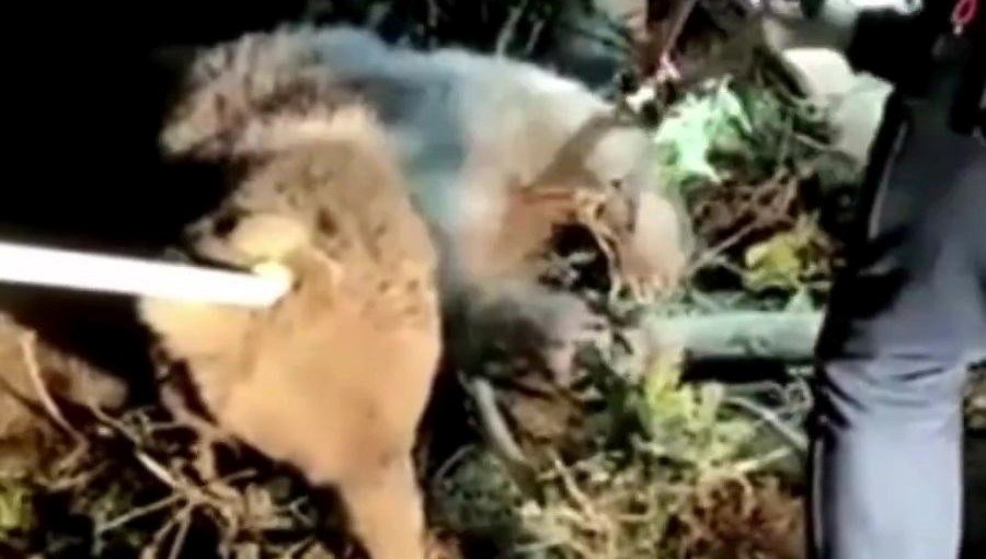 Düzce’de ayı dikenli tellerde mahsur kaldı