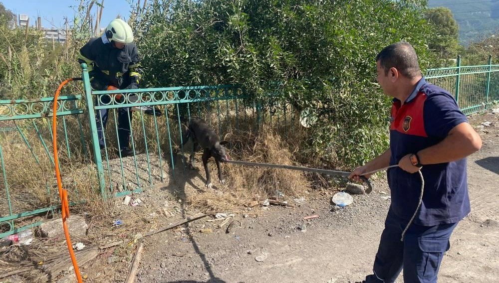 Korkuluklara sıkışan köpeği itfaiyeciler kurtardı