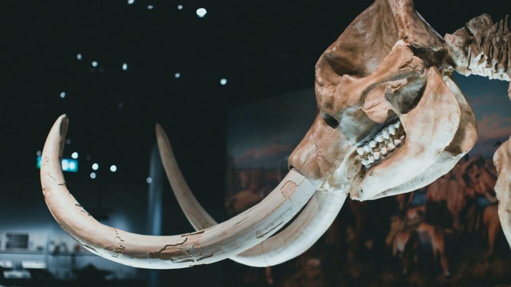 40 bin yıl donan mamutların ‘son anları’ RNA’larından okundu