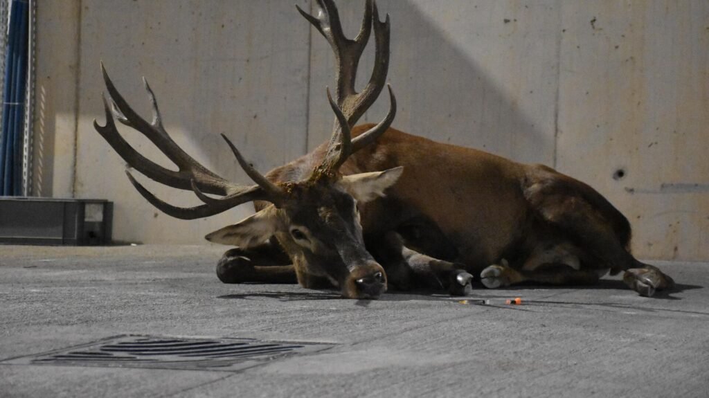 ABD’de bir kadın, kurtardığı ve 12 yıldır bakıp büyüttüğü geyik tarafından parçalanarak öldürdü