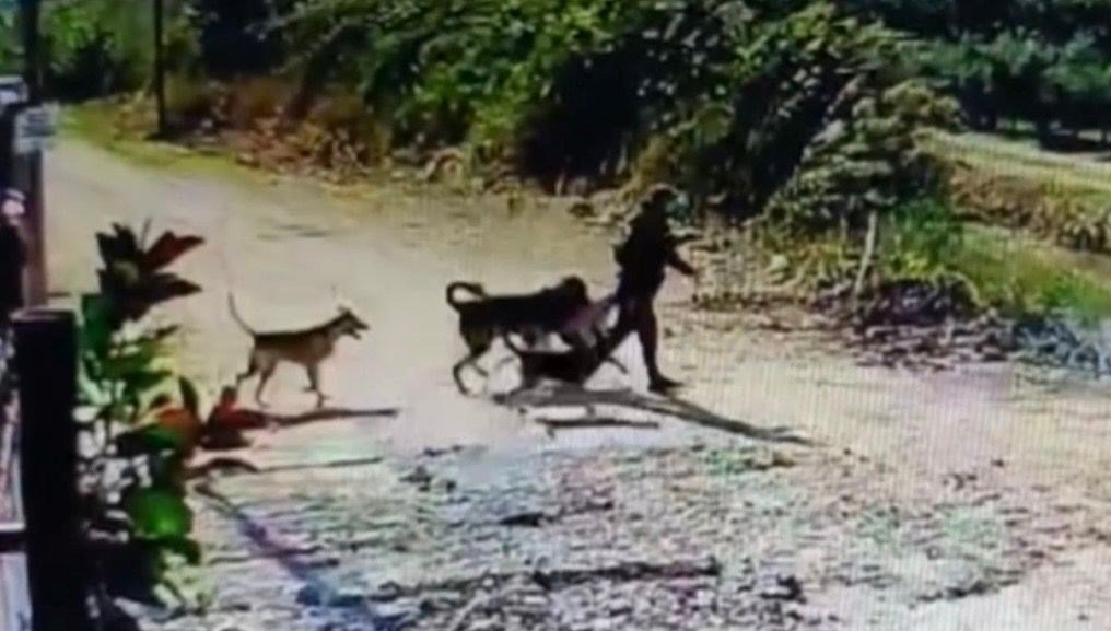 Bahçedeki köpeği alıp kaçtı