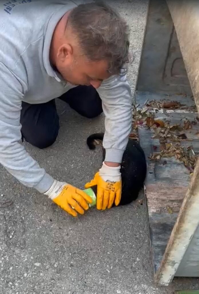 Başı konserve kutusuna sıkışan kediyi belediye personeli kurtardı