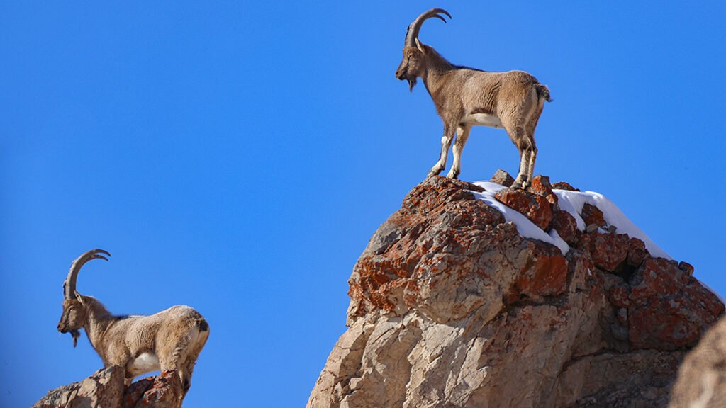 Kars’ta yaban keçisi avlayan kişiye 658 bin TL ceza