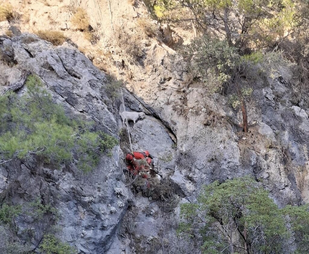 Muğla’da kayalıkta mahsur kalan keçiler kurtarıldı