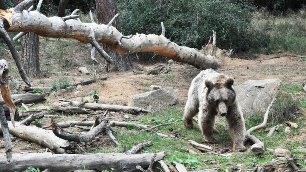 Okul gezisi kabusa döndü: Boz ayı saldırısında 11 yaralı