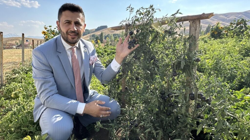 Güney Amerika’nın ünlü siyah domatesini Hakkari’da ekti: Şimdi dünyaya açılmayı planlıyor