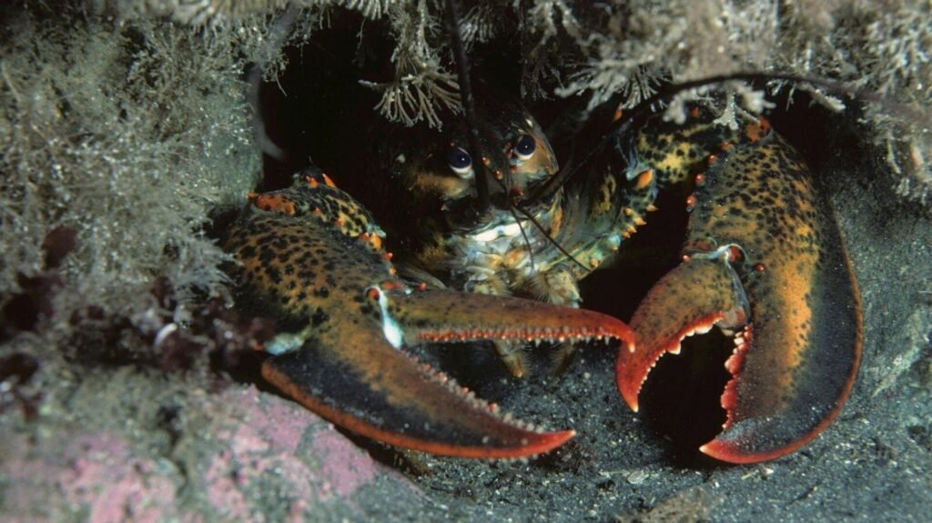 İngiltere’de ıstakozların canlı kaynatılması yasaklanıyor