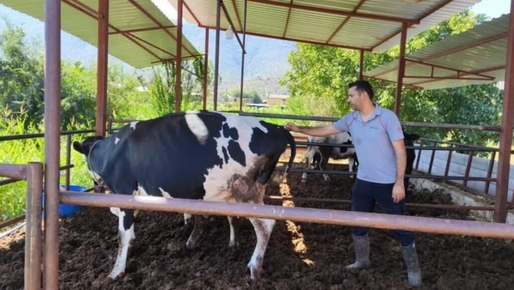 Milas’ta 11 mahalle karantinaya alındı:  Büyükbaş, küçükbaş hayvanların giriş ve çıkışı yapılmayacak