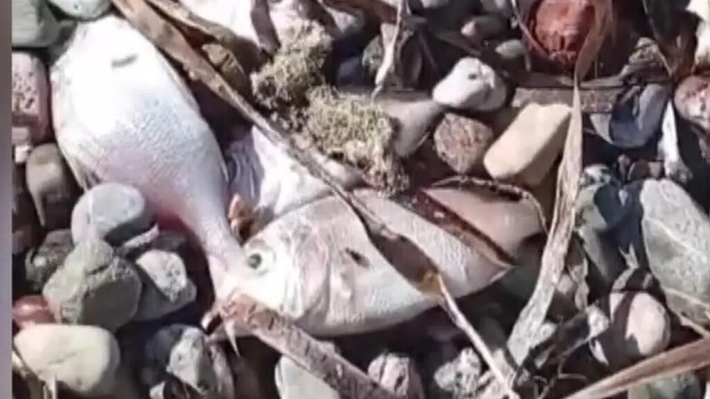 Muğla’da ölü balıklar kıyıya vurdu: Denizde inceleme başlatıldı